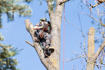 The Importance of Tree Services